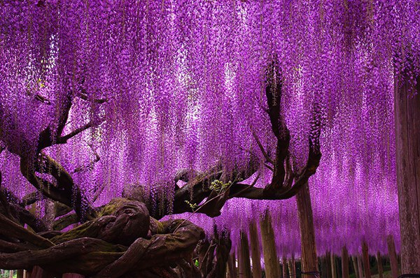 Vẻ đẹp mê hoặc của “bầu trời tím” hoa Tử Đằng, Nhật Bản