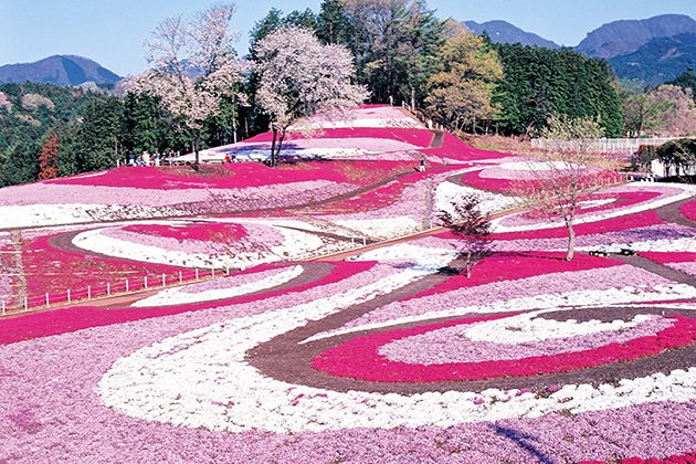 photo_2[1] Vẻ đẹp loài hoa mang tên &#8220;shibazakura&#8221; ở Nhật Bản photo 21