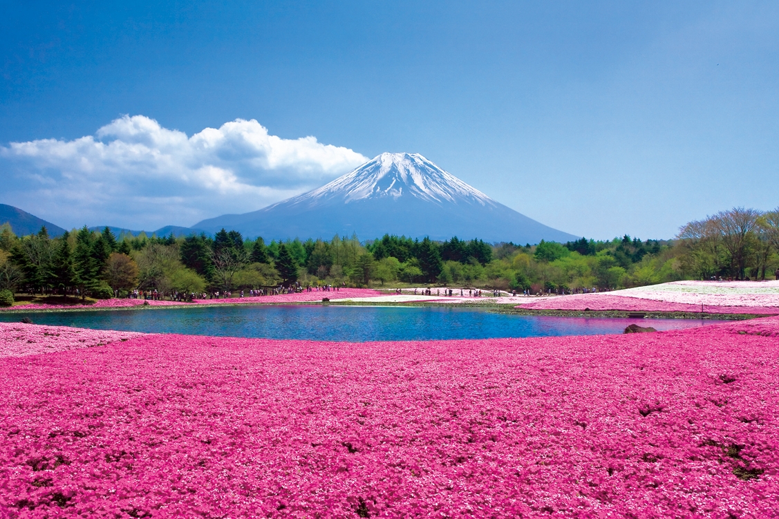 Vẻ đẹp loài hoa mang tên “shibazakura” ở Nhật Bản