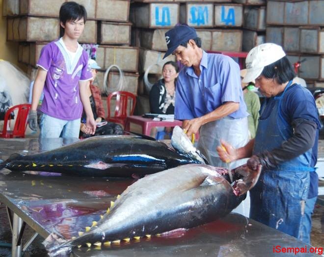 Vì sao cá ngừ Nhật Bản đắt gấp 10 lần cá Việt Nam?
